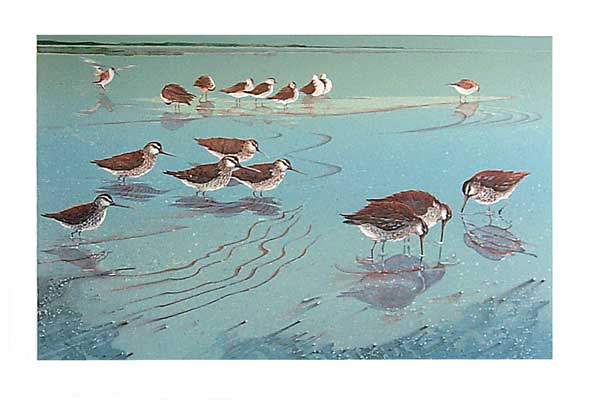 Dowitchers on an Ebb Tide - Lithograph by Roy Tomlinson