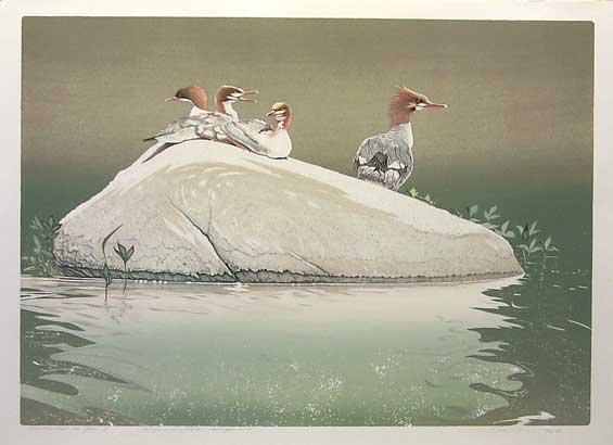 The Sunning Rock-Mergansers, an original lithograph from stone by Roy Tomlinson