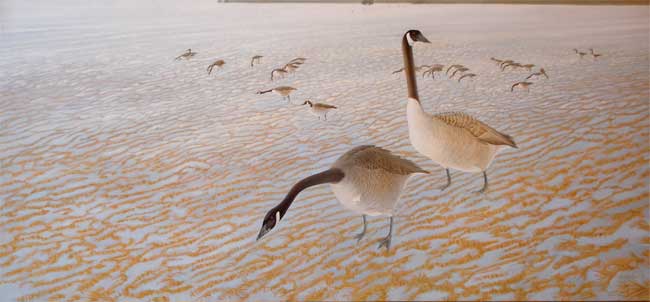 Geese Feeding - November - Watercolor by Roy Tomlinson