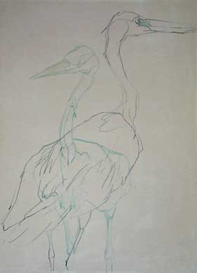 Heron drawing by Roy Tomlinson 